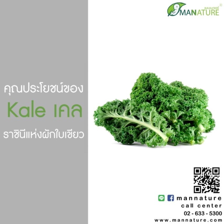 คุณประโยชน์ของ Kale เคล ราชิณีแห่งผักใบเขียว